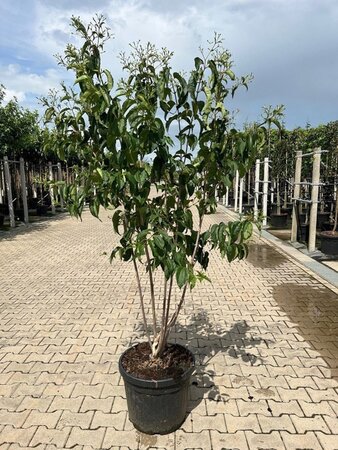 Heptacodium miconioides 150-175 cm container meerstammig