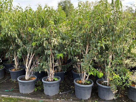 Heptacodium miconioides 200-225 cm cont. 70L meerstammig - afbeelding 1