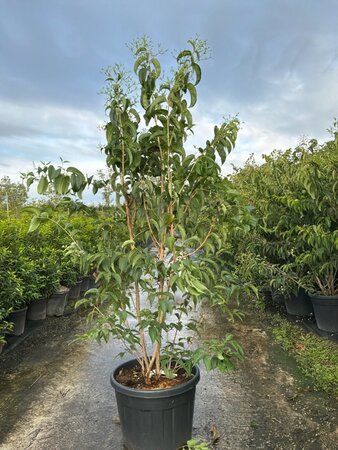 Heptacodium miconioides 200-225 cm cont. 70L meerstammig - afbeelding 2
