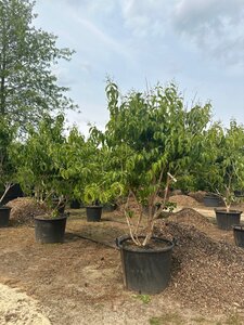 Heptacodium miconioides 200-250 cm cont. 130L meerstammig