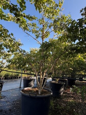 Heptacodium miconioides 200-250 cm cont. 130L meerstammig - afbeelding 3