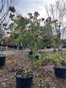 Heptacodium miconioides 200-250 cm cont. 130L meerstammig - afbeelding 2