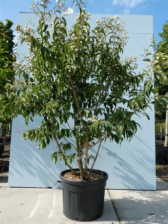 Heptacodium miconioides 200-250 cm cont. 130L multi-stem - image 4