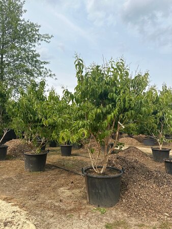 Heptacodium miconioides 200-250 cm cont. 130L multi-stem - image 1