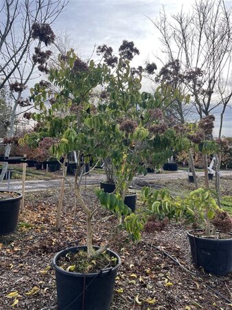Heptacodium miconioides 200-250 cm cont. 130L multi-stem - image 2