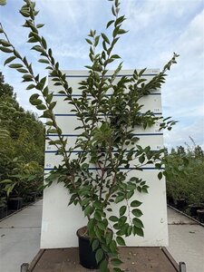 Prunus 'Accolade' 175-200 cm cont. 20L meerstammig