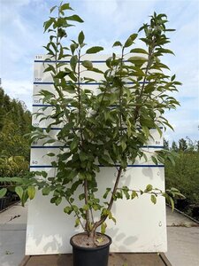 Prunus a. 'Plena' 175-200 cm cont. 20L meerstammig