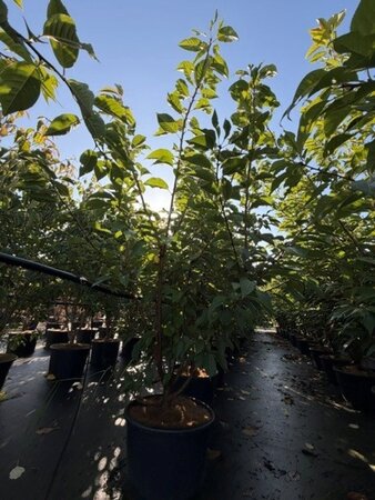 Prunus ser. 'Kanzan' 175-200 cm cont. 35L meerstammig