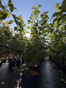 Prunus ser. 'Kanzan' 175-200 cm cont. 35L meerstammig