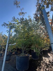 Quercus phellos 250-300 cm cont. 130L meerstammig