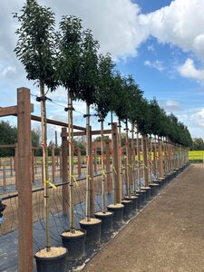 Prunus lusitanica 'Angustifolia' 8-10 Hoogstam cont. 25L - afbeelding 1