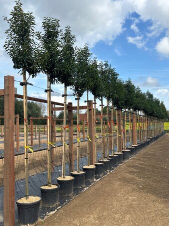 Prunus lusitanica 'Angustifolia' 8-10 Hoogstam cont. 25L - afbeelding 3