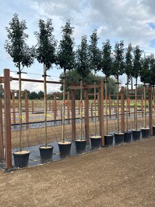 Prunus lusitanica 'Angustifolia' 8-10 Hoogstam cont. 25L - afbeelding 2