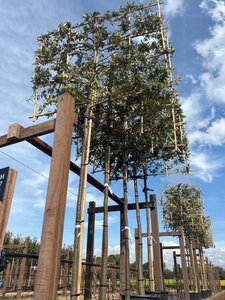 Quercus ilex 12-14 Hoogstam cont. 30L SCHERM,br150xh120 180 cm stam