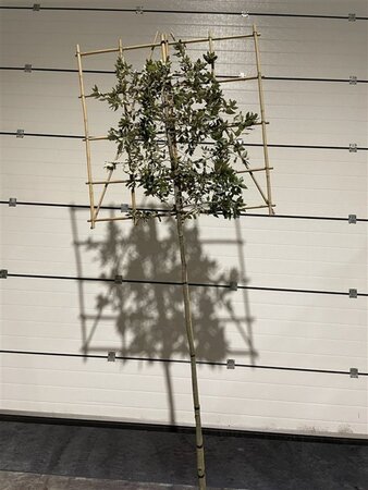 Quercus ilex 8-10 Hoogstam cont. 30L SCHERM,br150xh150 180 cm stam