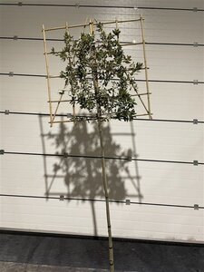 Quercus ilex 8-10 Hoogstam cont. 30L SCHERM,br150xh150 180 cm stam
