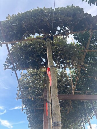 Elaeagnus ebb. 'Compacta' 12-14 STA cont. 30L screen,br120xh120 180 cm stem - image 3