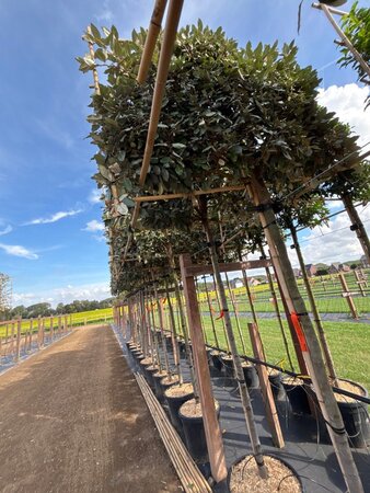 Elaeagnus ebb. 'Compacta' 12-14 STA cont. 30L screen,br120xh120 180 cm stem - image 4