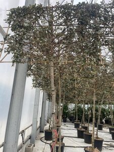 Elaeagnus ebb. 'Compacta' 12-14 Hoogstam cont. 55L SCHERM, br180xh120 180 cm stam