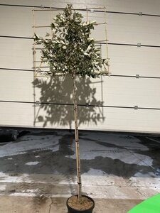 Elaeagnus ebb. 'Compacta' 6-8 Hoogstam cont. 25L SCHERM,br120xh120 180 cm stam