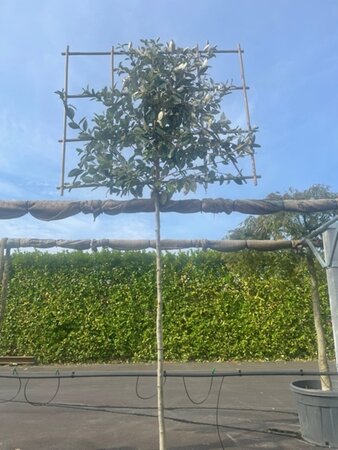Elaeagnus ebb. 'Compacta' 8-10 STA4 cont. 25L screen,br120xh120 180 cm stem - image 1