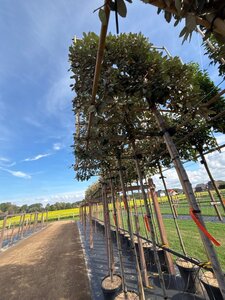 Elaeagnus ebb. 'Compacta' 8-10 STA4 cont. 25L screen,br120xh120 180 cm stem - image 4