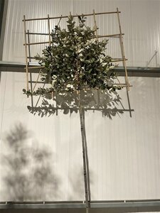 Elaeagnus ebb. 'Compacta' 8-10 STA4 cont. 25L screen,br150xh120 180 cm stem