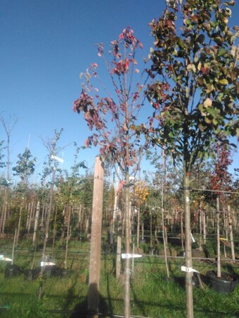 Malus tschonoskii 14-16 Hoogstam BAG (zak) 70L - afbeelding 5