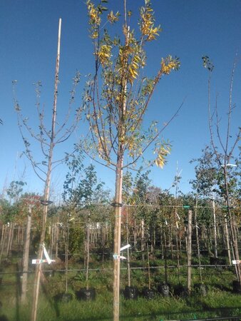 Salix alba 14-16 Hoogstam BAG (zak) 70L