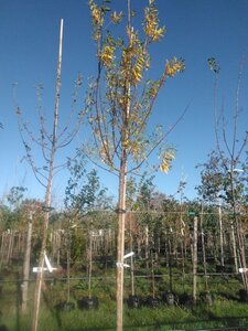 Salix alba 14-16 Hoogstam BAG (zak) 70L