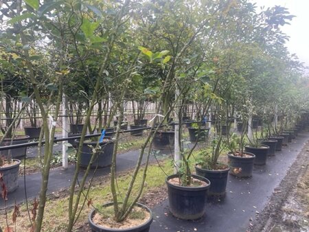 Amelanchier lamarckii 250-300 cm cont. 90L meerstammig - afbeelding 1