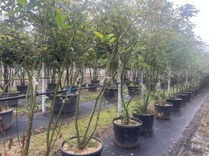 Amelanchier lamarckii 250-300 cm cont. 90L meerstammig - afbeelding 1