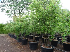 Amelanchier lamarckii 250-300 cm cont. 90L meerstammig - afbeelding 2