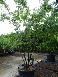 Amelanchier lamarckii 250-300 cm cont. 90L meerstammig - afbeelding 3