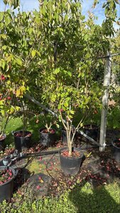 Cornus k. 'Milky Way' 175-200 cm cont. 50L meerstammig - afbeelding 1