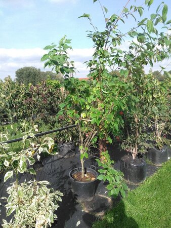 Cornus k. 'Milky Way' 175-200 cm cont. 50L meerstammig - afbeelding 2