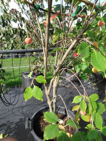 Cornus k. 'Milky Way' 175-200 cm cont. 50L meerstammig - afbeelding 3