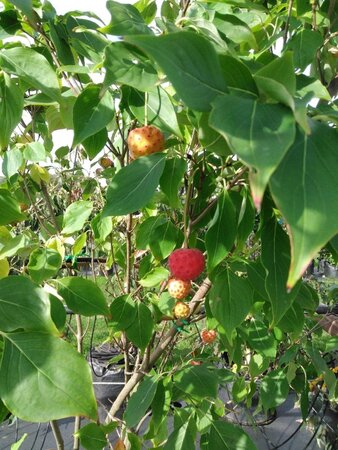 Cornus k. 'Milky Way' 175-200 cm cont. 50L meerstammig - afbeelding 4