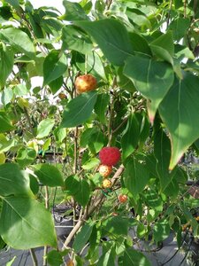 Cornus k. 'Milky Way' 175-200 cm cont. 50L meerstammig - afbeelding 4
