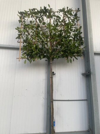 Photinia fraseri 'Red Robin'= 'Roodborstje' 12-14 Hoogstam cont. 45L SCHERM,br150xh120 180 cm stam - afbeelding 1