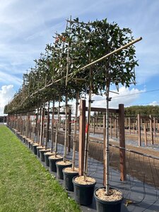 Photinia fraseri 'Red Robin'= 'Roodborstje' 12-14 Hoogstam cont. 45L SCHERM,br150xh120 180 cm stam - afbeelding 3