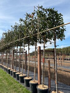 Photinia fraseri 'Red Robin'= 'Roodborstje' 12-14 Hoogstam cont. 45L SCHERM,br150xh120 180 cm stam - afbeelding 2
