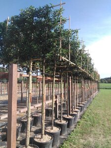 Prunus lusitanica 'Brenelia' 12-14 Hoogstam cont. 45L SCHERM,br120xh120 180 cm stam - afbeelding 1