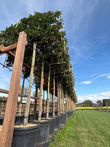 Prunus lusitanica 'Brenelia' 12-14 Hoogstam cont. 45L SCHERM,br120xh120 180 cm stam - afbeelding 2