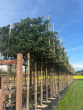 Prunus lusitanica 'Brenelia' 12-14 Hoogstam cont. 45L SCHERM,br120xh120 180 cm stam - afbeelding 3