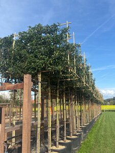 Prunus lusitanica 'Brenelia' 12-14 Hoogstam cont. 45L SCHERM,br120xh120 180 cm stam - afbeelding 3