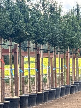Prunus lusitanica 'Angustifolia' 14-16 Hoogstam cont. 55L - afbeelding 1