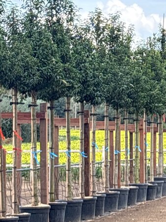 Prunus lusitanica 'Angustifolia' 14-16 Hoogstam cont. 55L - afbeelding 2
