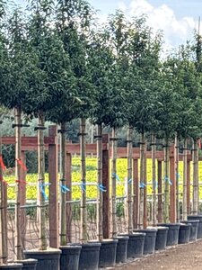 Prunus lusitanica 'Angustifolia' 14-16 Hoogstam cont. 55L - afbeelding 2