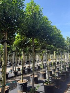 Prunus lusitanica 'Angustifolia' 14-16 Hoogstam cont. 55L - afbeelding 4